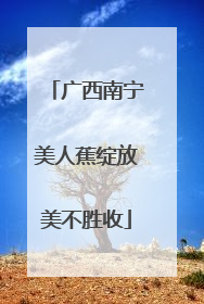 广西南宁美人蕉绽放美不胜收
